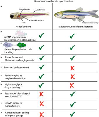 The Use of Zebrafish Xenotransplant Assays to Analyze the Role of lncRNAs in Breast Cancer